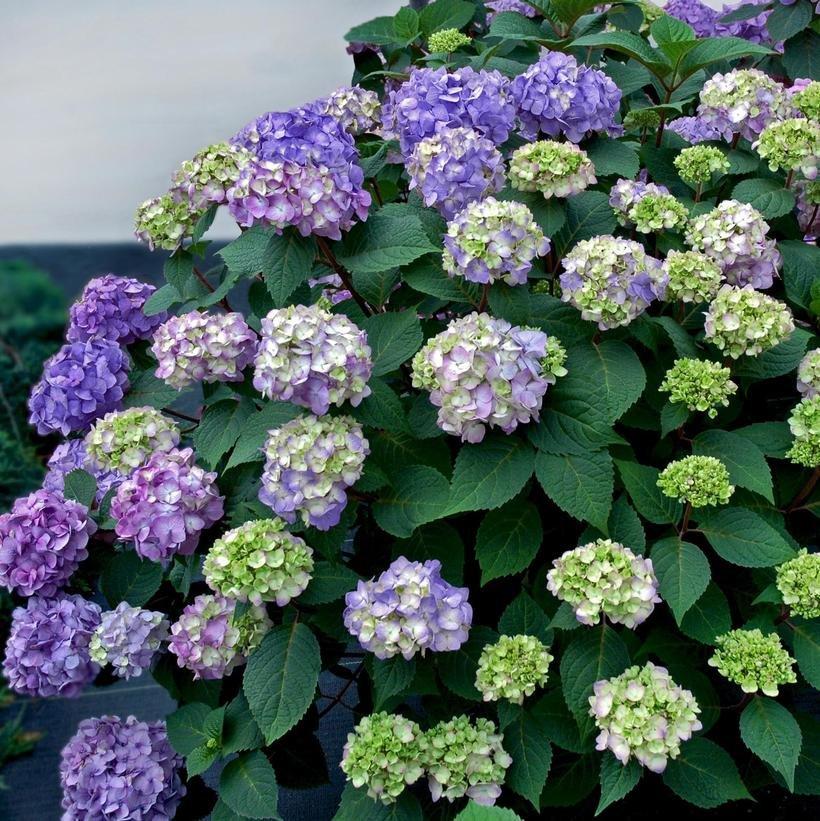 Hydrangea Macrophylla Endless Summer BloomStruck