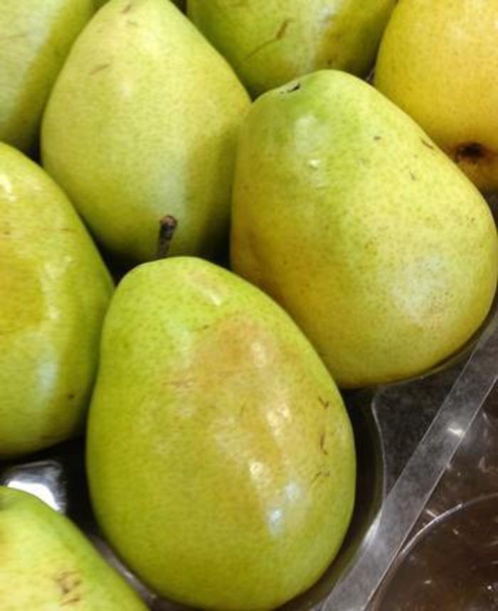 Pyrus Anjou Fruit 