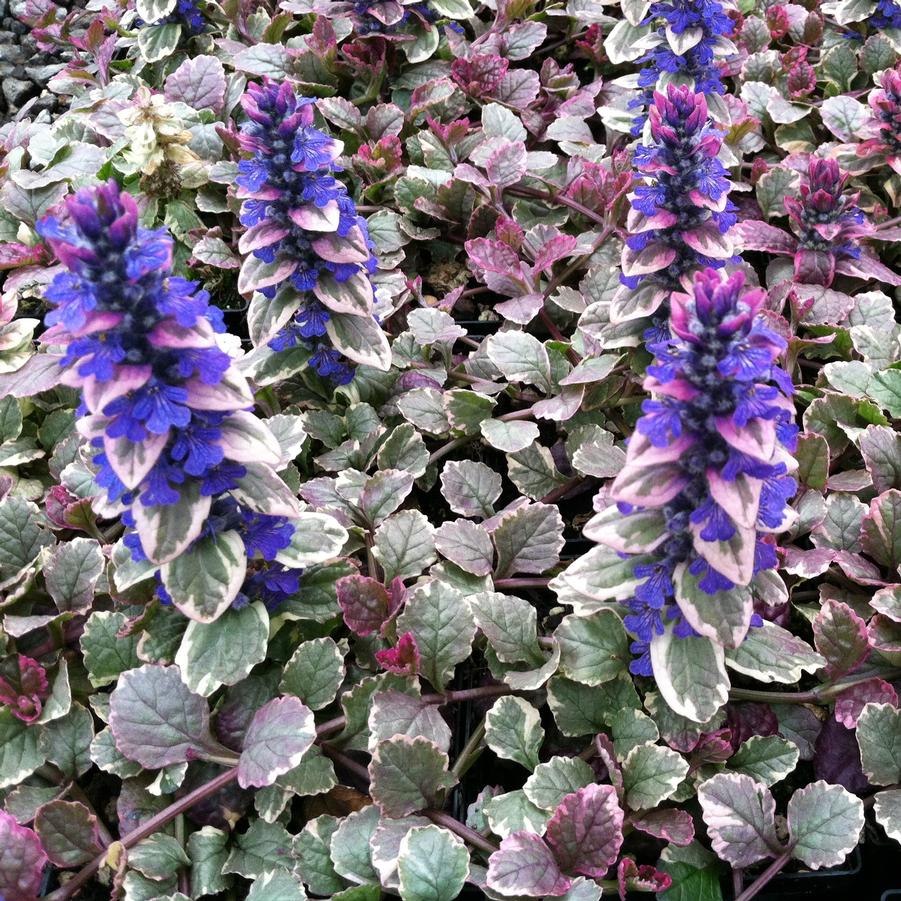 Ajuga Reptans Burgundy Glow