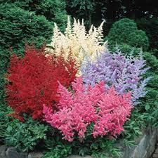 Astilbe 2/3 Eye Assorted Colours 