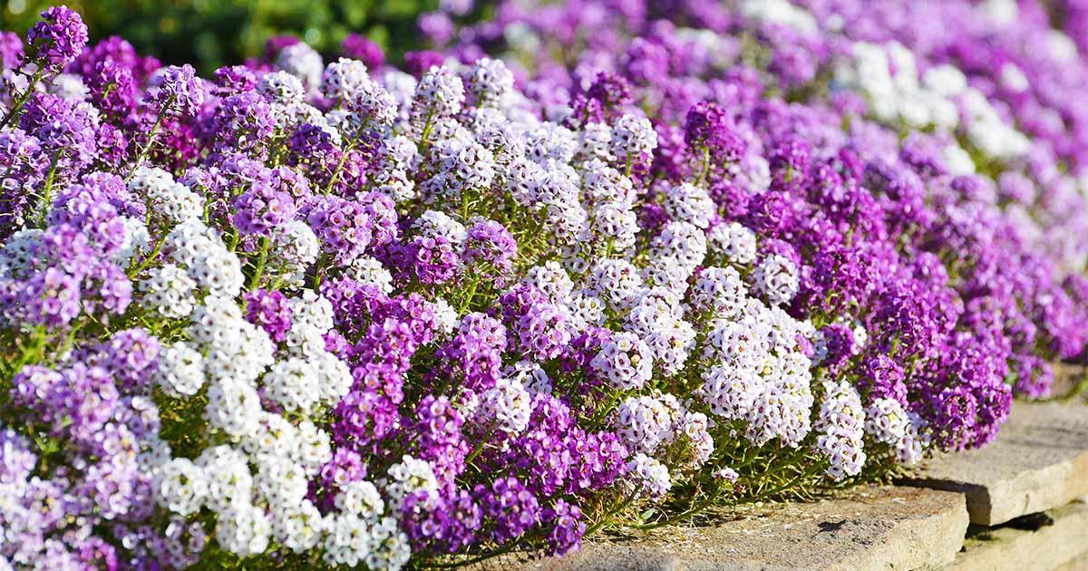 Lobularia Maritima 