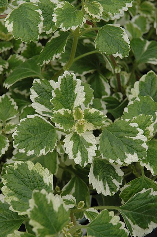 Plectranthus Verticillatus 