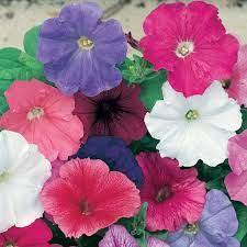 Petunia Upright - Assorted Colours from Scotts Garden Centre