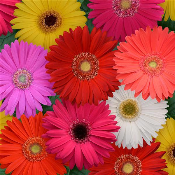 Gerbera Daisy 