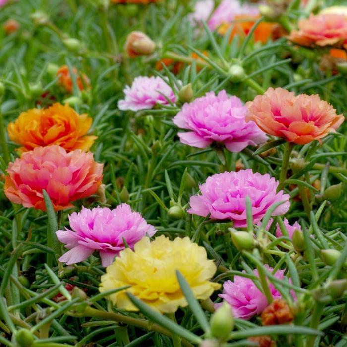 Portulaca Grandiflora 