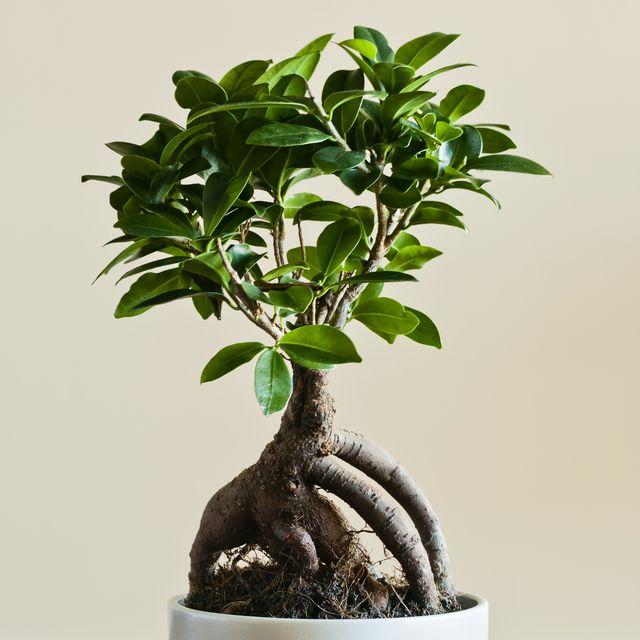 Ficus Microcarpa - Ginseng Bonsai from Scotts Garden Centre