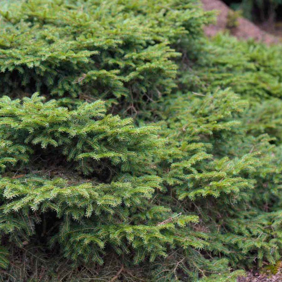 Picea Abies Nidiformis