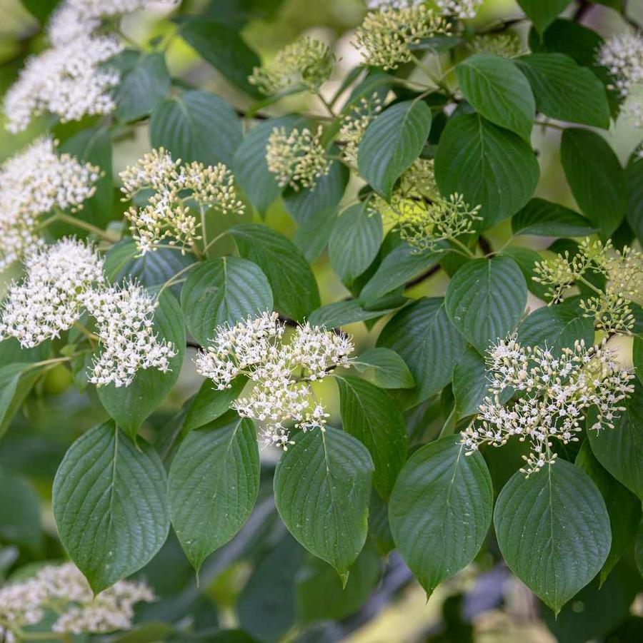 Cornus Alternifolia 'Pagoda' - Dogwood Tree Form from Scotts Garden Centre