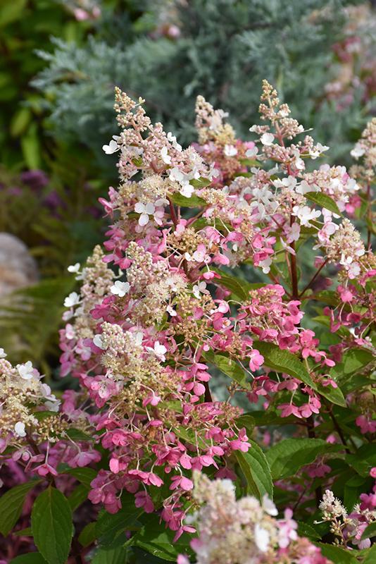 Hydrangea Paniulata 'Pinky Winky' Panicle Hydrangea Standard from ...