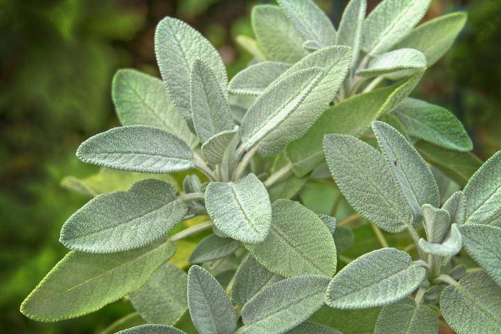 Salvia Officinalis 