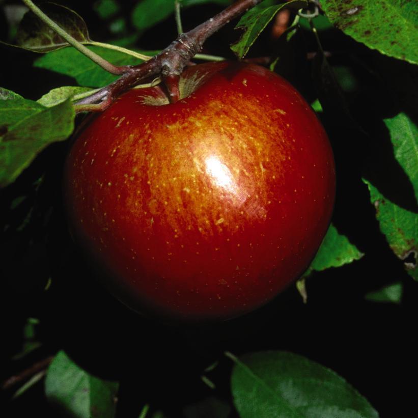 Apple - Harlason from Scotts Garden Centre