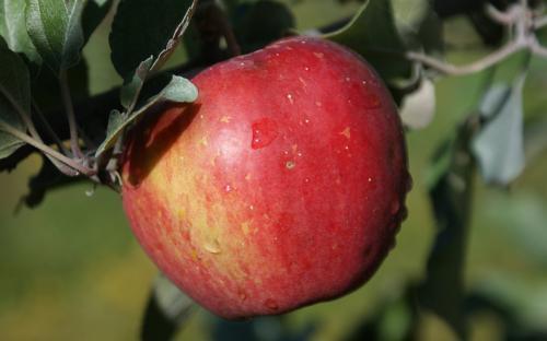 Malus Apple - Sweet Sixteen from Scotts Garden Centre