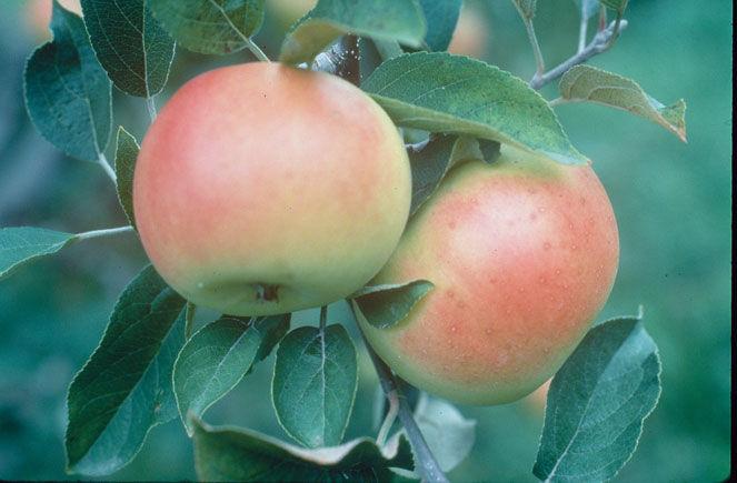 Malus Apple - Goodland from Scotts Garden Centre