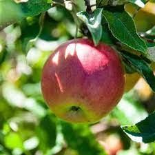 Malus Apple - Wealthy from Scotts Garden Centre