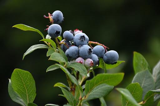 Blueberry - Northland from Scotts Garden Centre