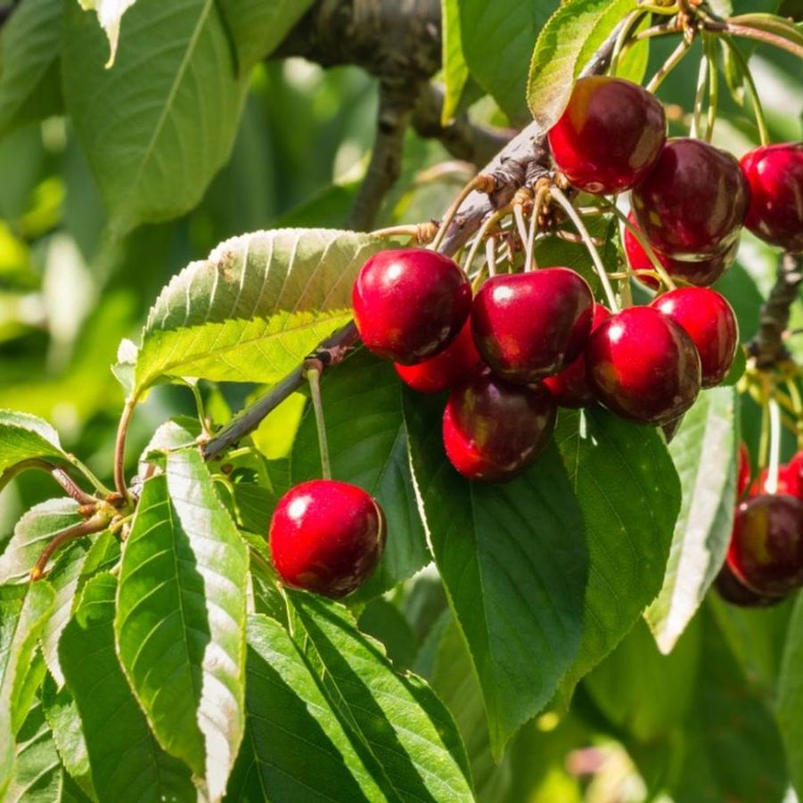 Cherry - Stella from Scotts Garden Centre