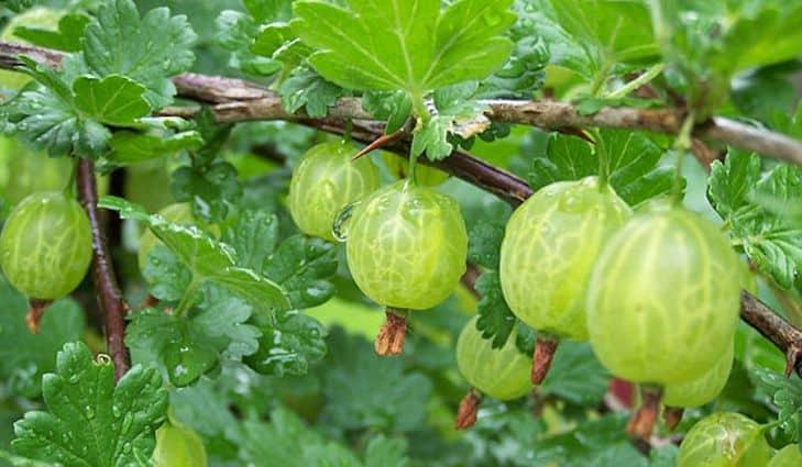 Gooseberry - Assorted from Scotts Garden Centre