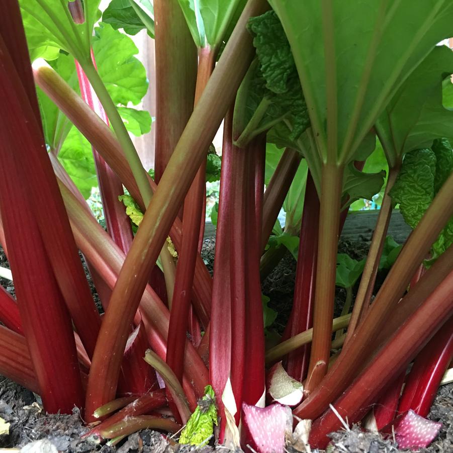 Rhubarb 