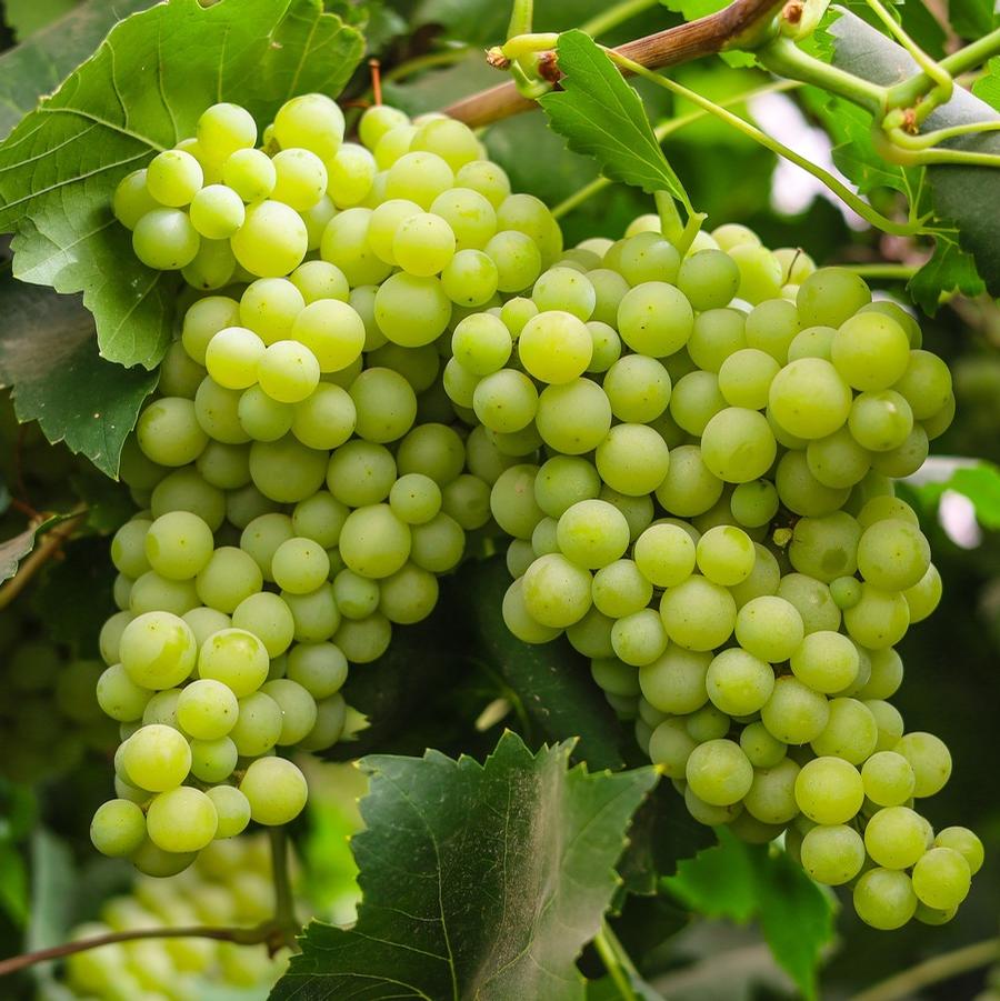 Grape - Collection Assorted from Scotts Garden Centre