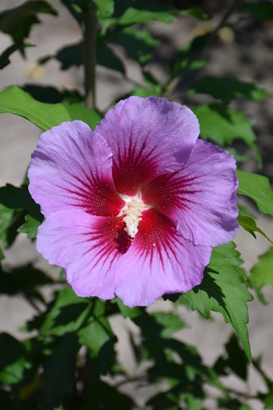 Hibiscus Syriacus Gandini Santiago