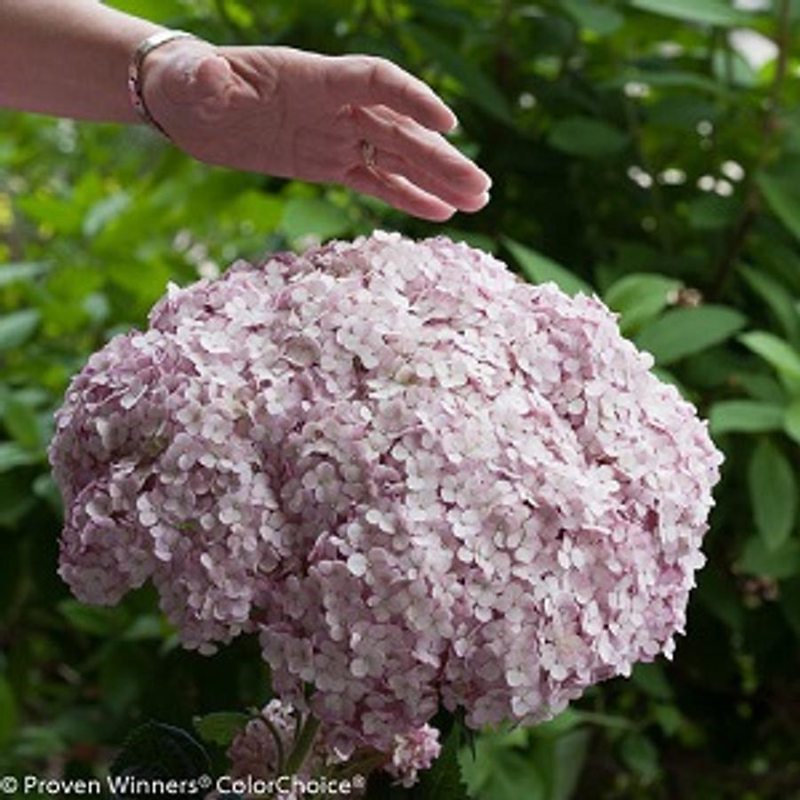 Hydrangea Arborescens Incrediball Blush