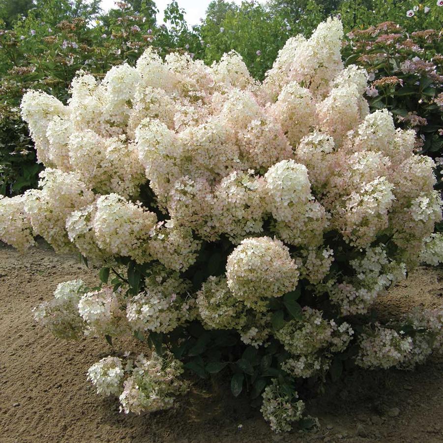 Hydrangea Paniculata Bobo