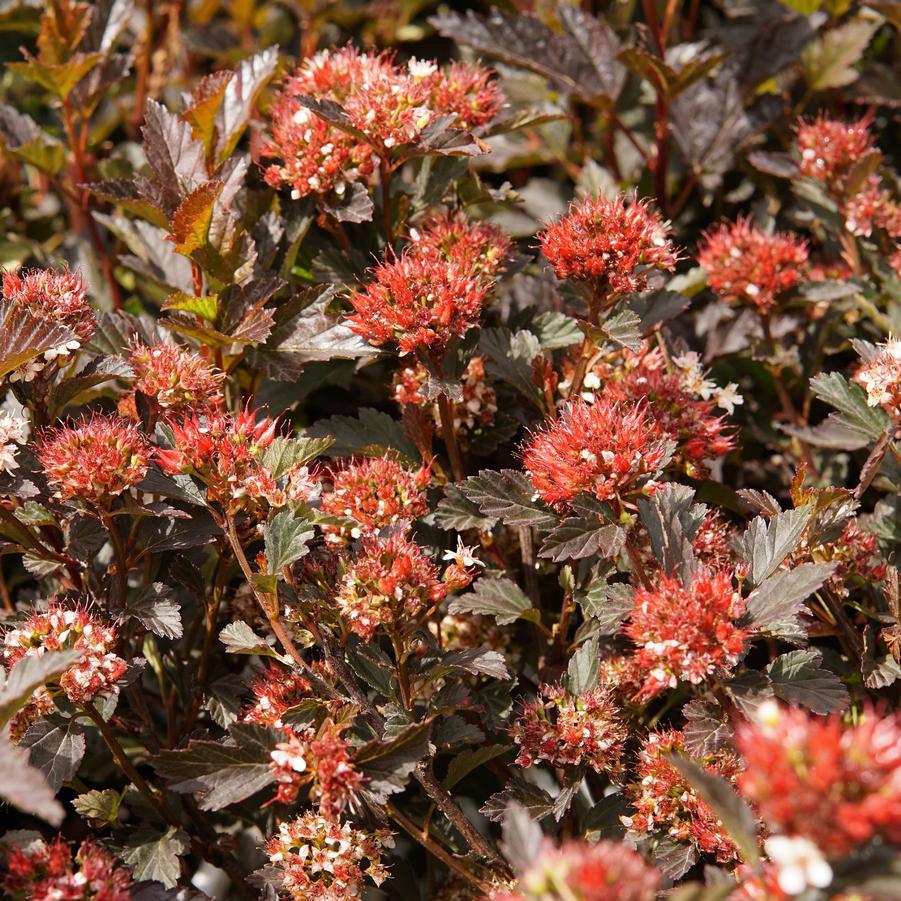 Physocarpus Opufolius Tiny Wine