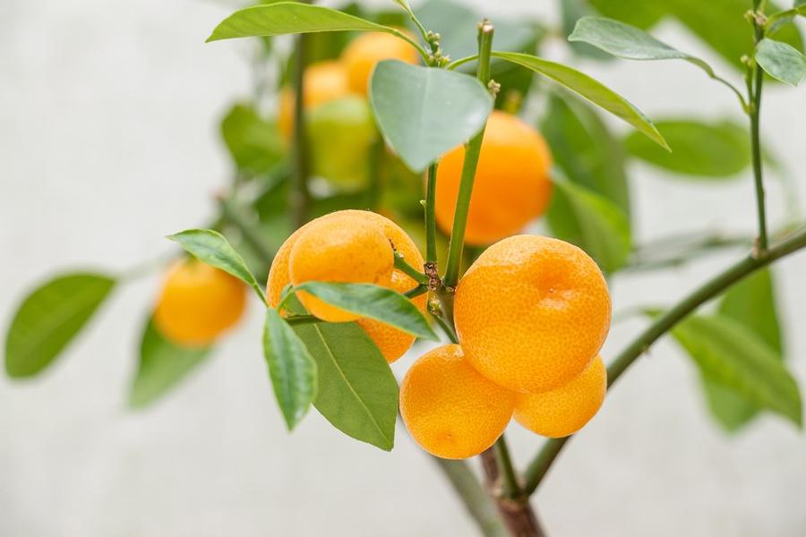 Calamondin 