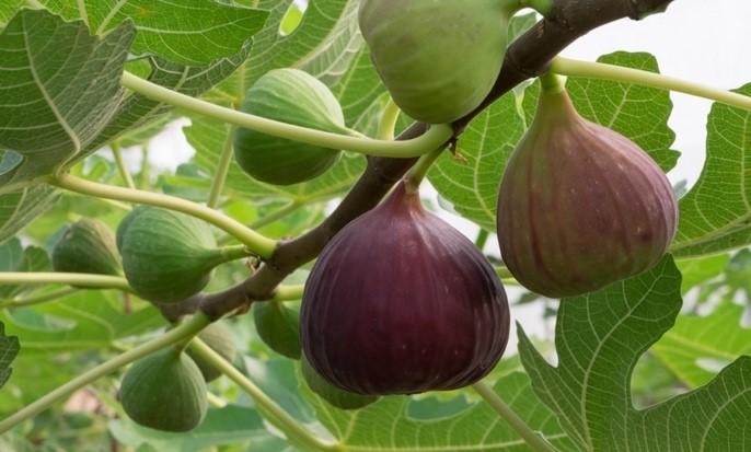 Fig Tree 