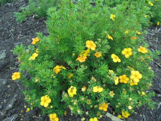 Potentilla Fruticosa Bella Sol