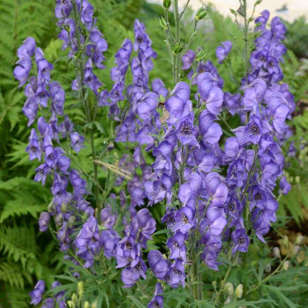 Aconitum Fischerii 