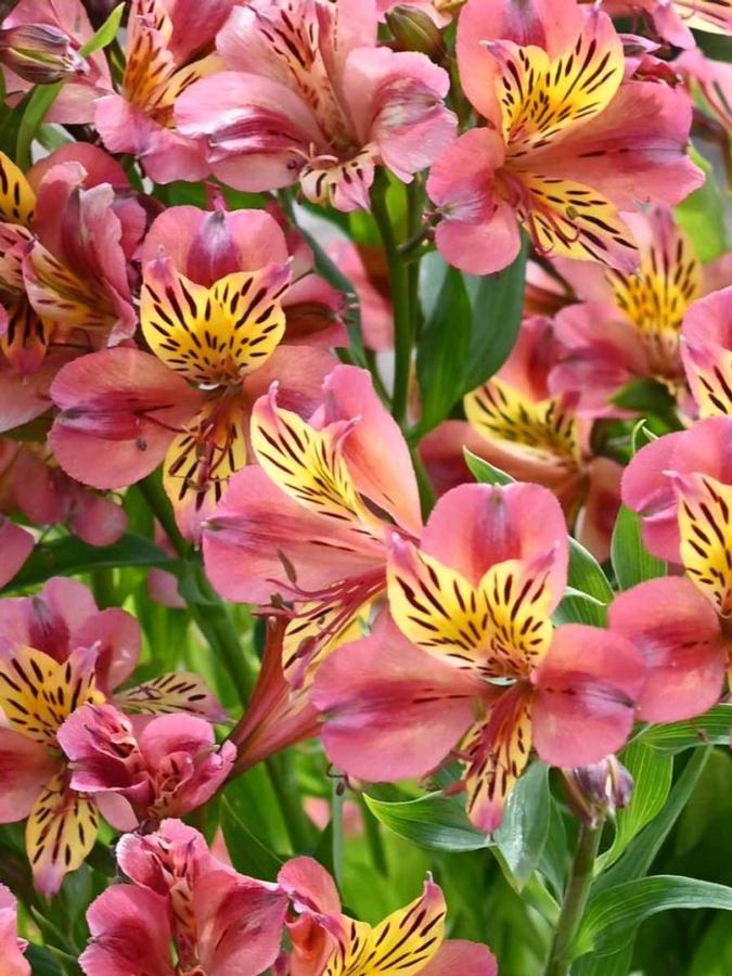 Alstroemeria Avrille 