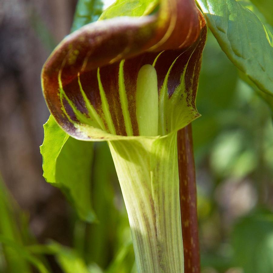 Arisaema Triphyllum Native