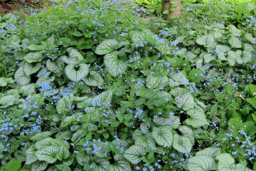 Brunnera Macrophylla 