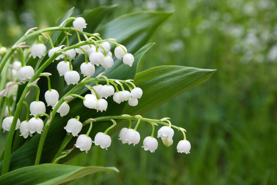 Convallaria Majalis 