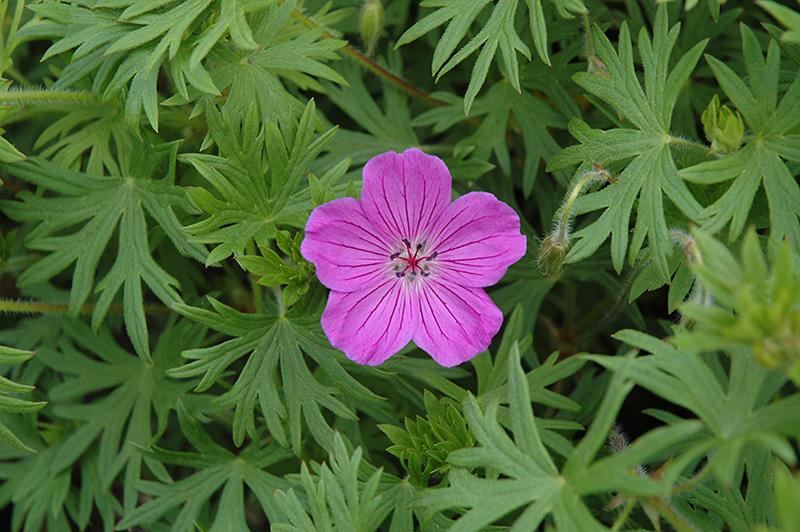 Geranium Tiny Monster