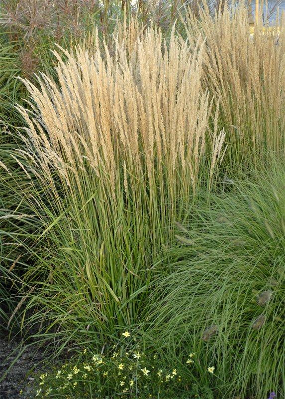 Calamagrostis Acutiflora Karl Foerester