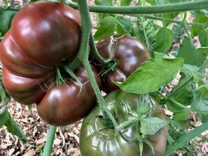 Tomato Cherokee Purple Indeterminate 