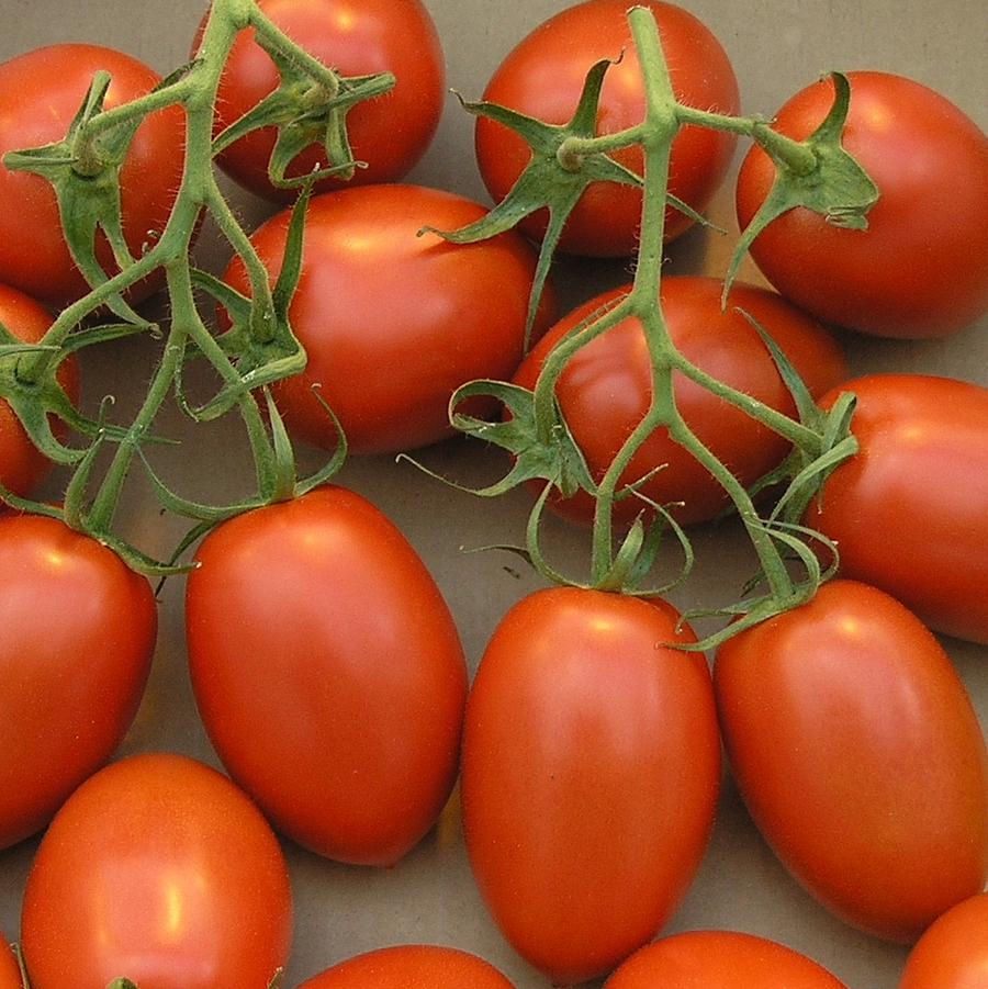 Tomato Roma Determinate 