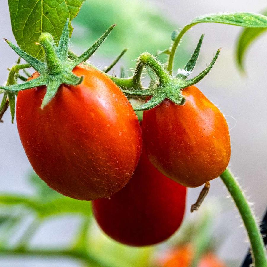 Tomato Sans Marzano Indeterminate 