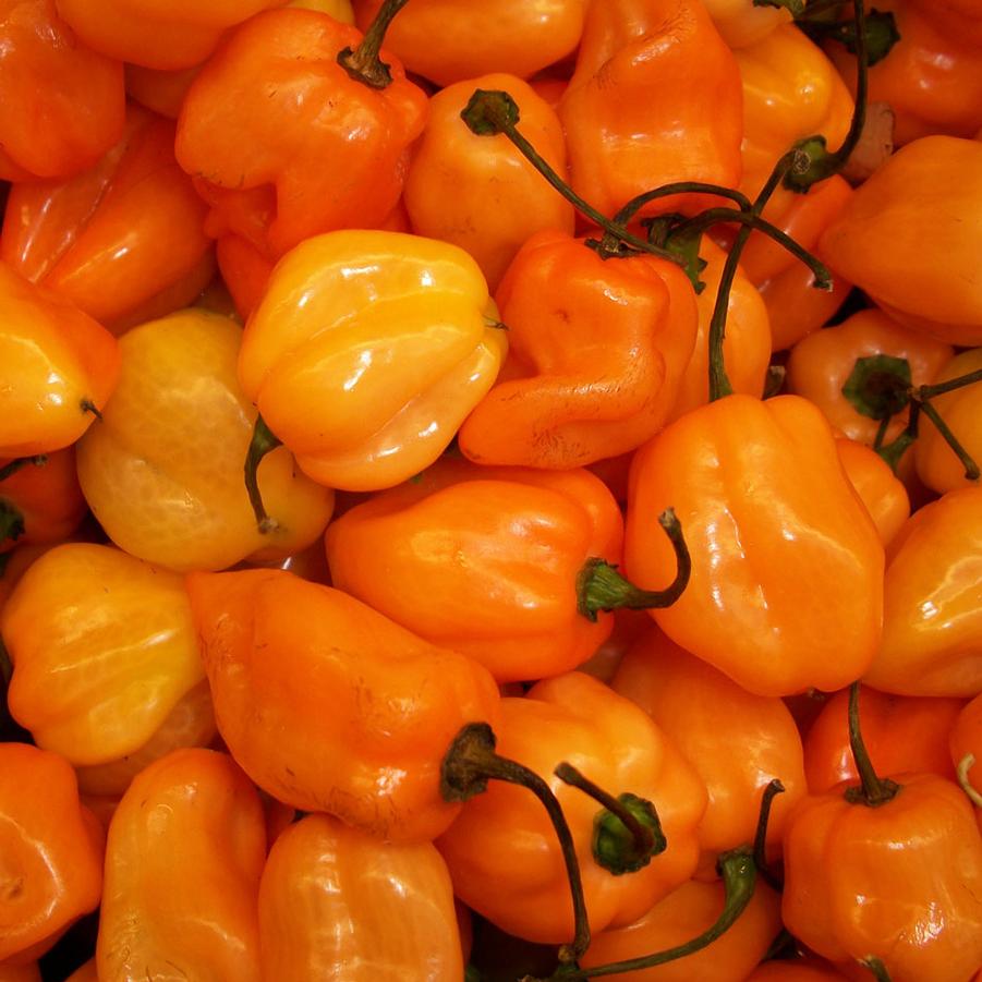 Habanero Pepper 