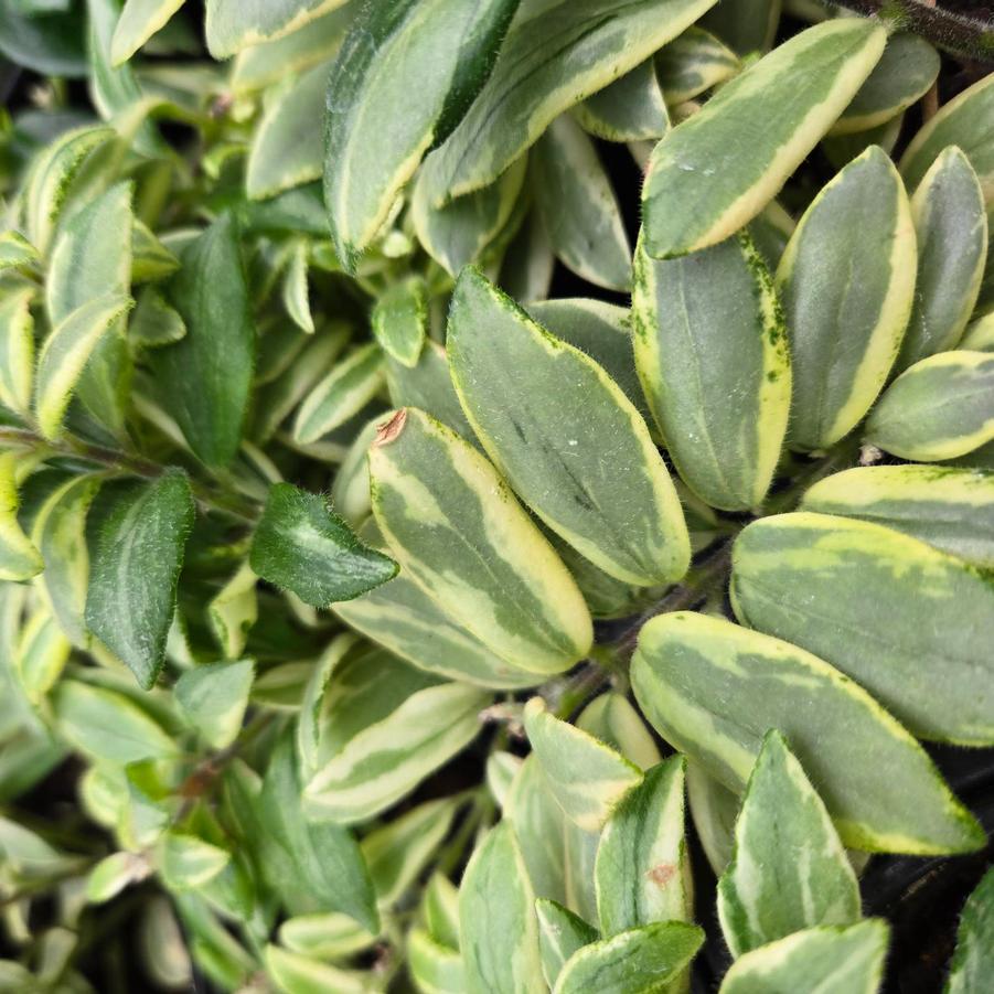 Aeschynanthus Bolero Biocolour