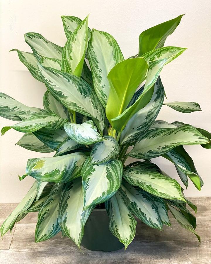 Aglaonema Silver Bay