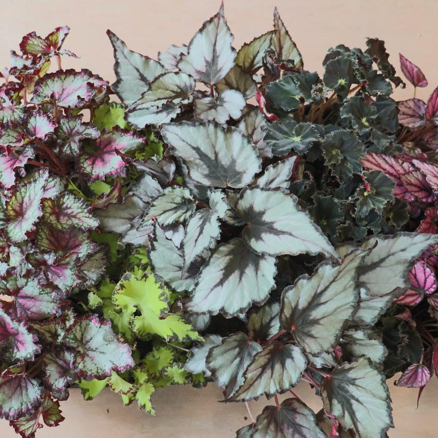 Begonia Rex 