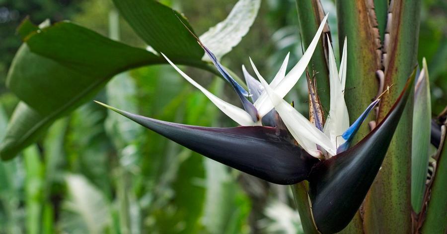 Bird of Paradise 