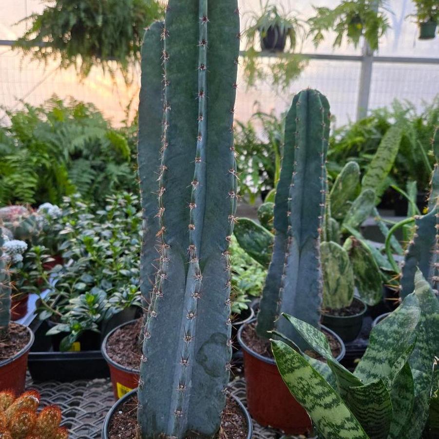 Cactus Peruvianus 