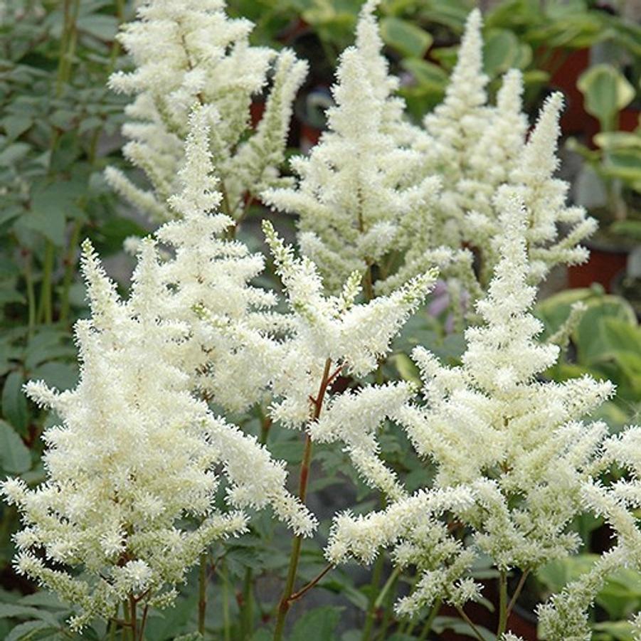 Astilbe Arendsii 'Bridal Veil' - False Spirea from Scotts Garden Centre