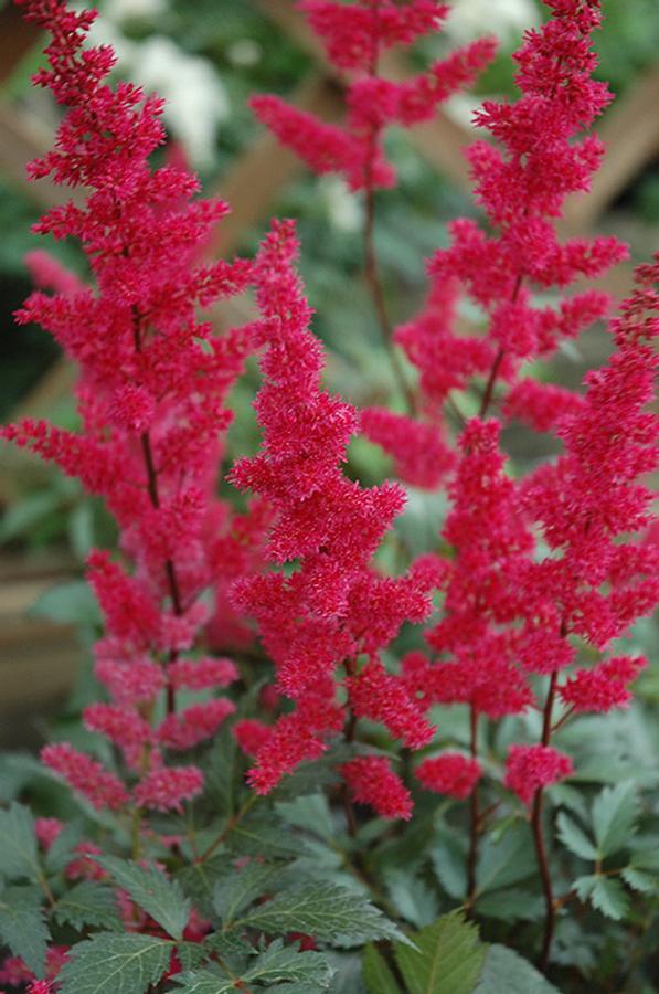 Astilbe Arendsii 'Fanal' - False Spirea from Scotts Garden Centre