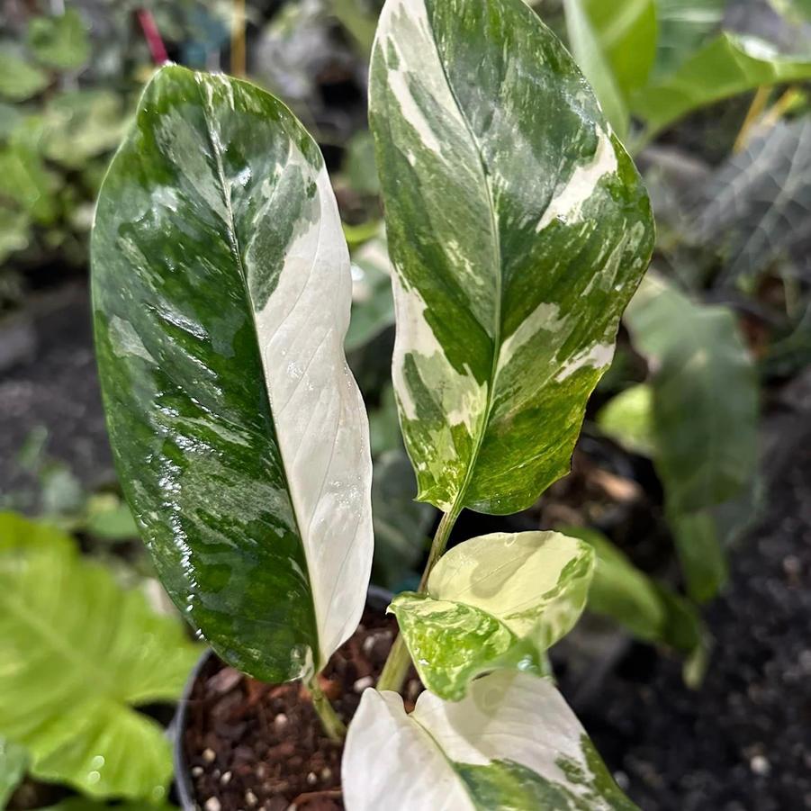EPIPREMNUM LECHERIANA (RARE) VARIGATED MONSTERA - from Scotts Garden Centre