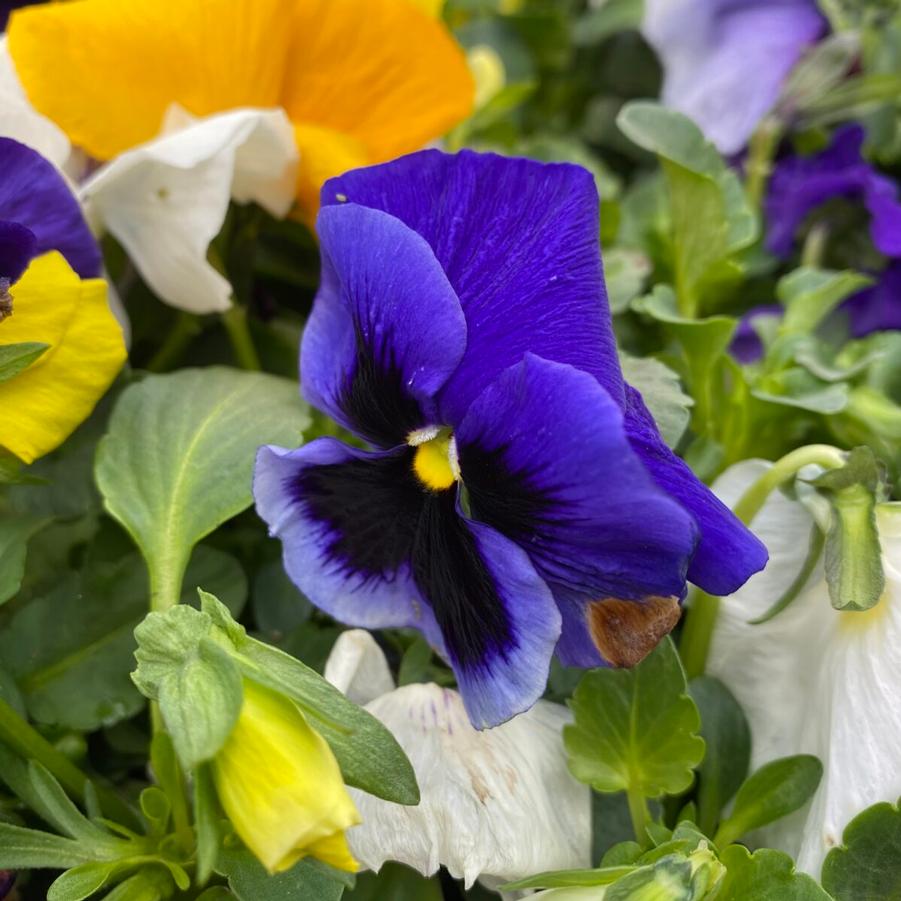 Pansy - from Scotts Garden Centre
